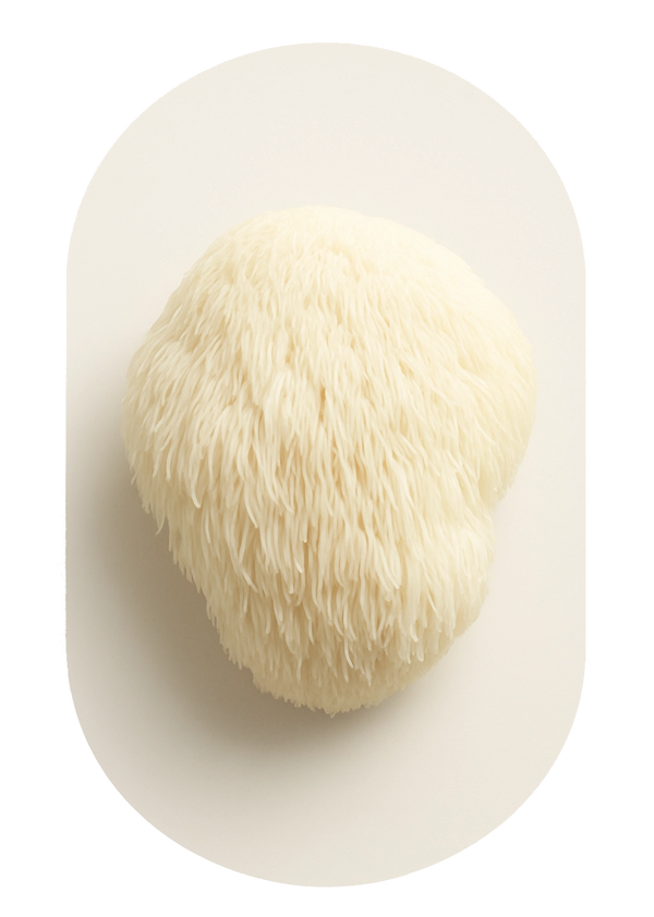 Lion's Mane Mushroom