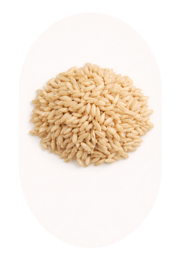 Rice Protein