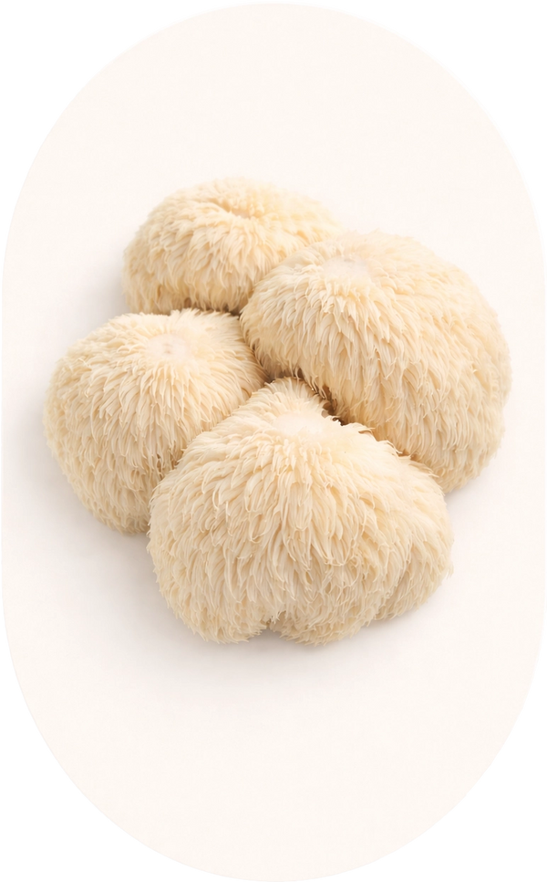 Lion's Mane Mushroom